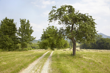 Dirt road with tree in italian country