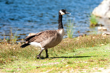 Canada goose