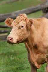 Farm cow