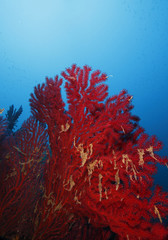 Fototapeta na wymiar red gorgonian akwarium