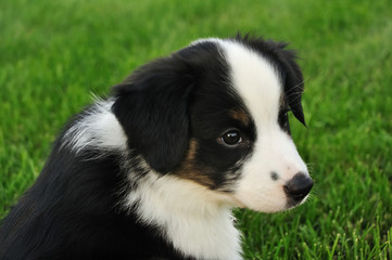 Australian Shepherd (Aussie) Puppy