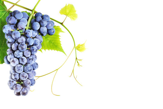 cluster fresh grape