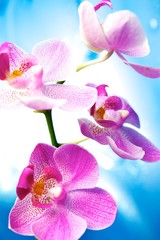 Beautiful orchid flowers