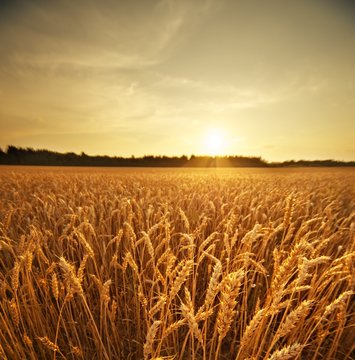 Wheat field © Nejron Photo
