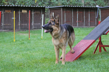 Agility