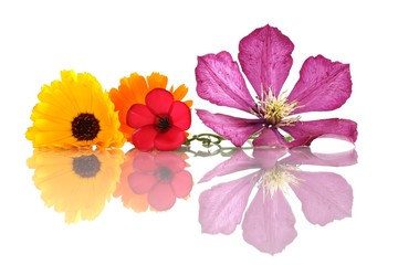 Clematisblüte, Ringelblumen und Blüte