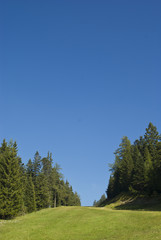 Fototapeta na wymiar meadow with trees vertical