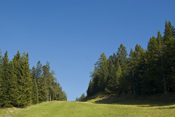 Fototapeta na wymiar meadow with trees