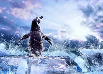 Fotobehang Penguin on the Ice in water drops. © Andrii IURLOV