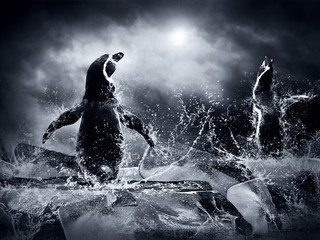 Penguin on the Ice in water drops.