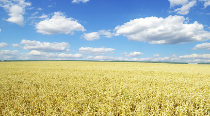 wheat field