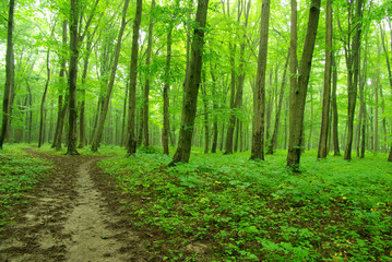 green forest