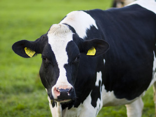 Obraz na płótnie Canvas Mleko krowie