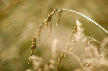 Fototapeta premium Golden Grass