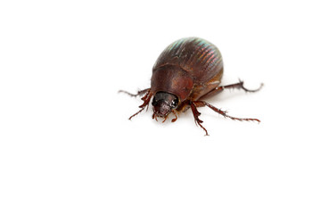 insects on a white background