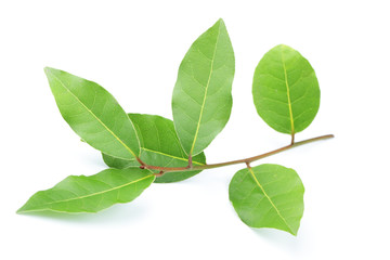 Naklejka premium Bay leaf