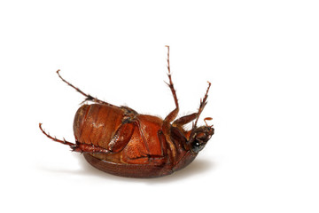 insects on a white background
