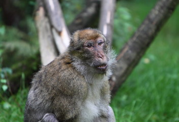 Fototapeta premium barbary Macaque