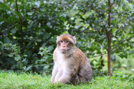 Barbary Macaque