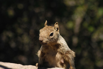 Squirrel