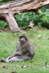 Barbary macaque