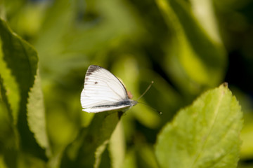 Schmetterling Garten