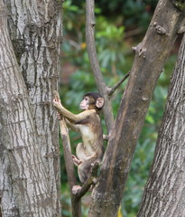 Barbary macaque