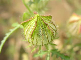 wild watermelon seedlings