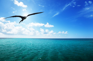 albatross and caribbean sea