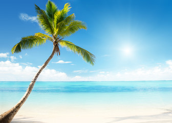 Obraz na płótnie Canvas Caribbean sea and coconut palm