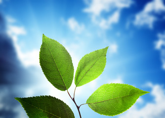 leaves and sunny sky
