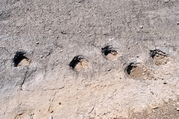 dinosaur footprints