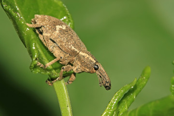 weevil