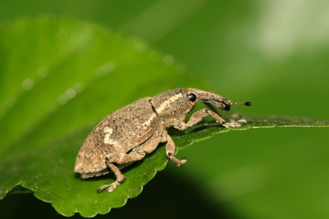 weevil