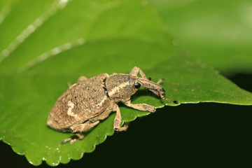 weevil
