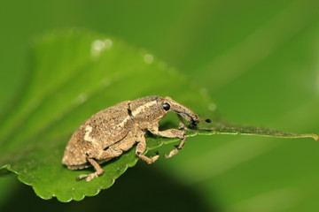 weevil