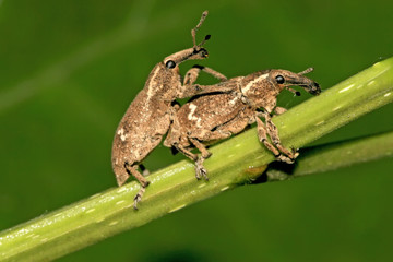 weevil