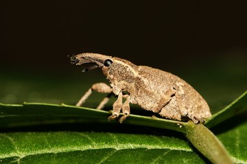 weevil