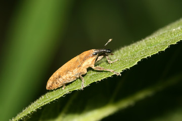 weevil
