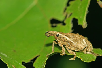 weevil