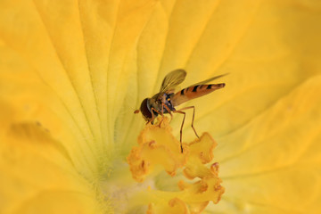 syrphidae