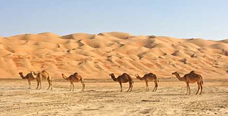 Empty Quarter Camels - obrazy, fototapety, plakaty