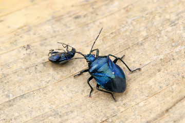 stinkbug