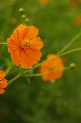 雨の日のコスモス