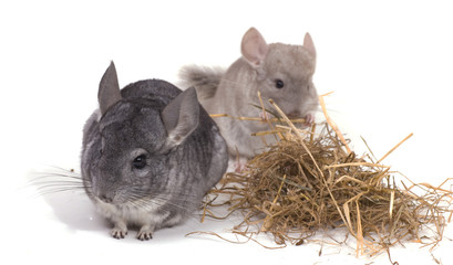 chinchillas isolés sur fond blanc