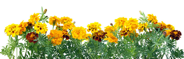 Border from  French Marigold