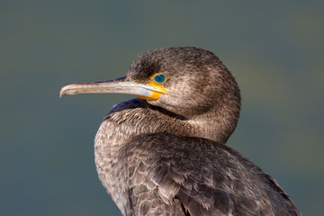 Cape Cormorant