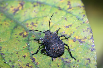stinkbug