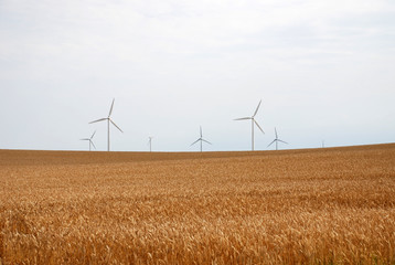Windräder hinter einem Getreidefeld