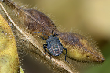 stinkbug